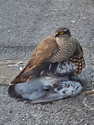 담디농원님의 자유주제 · 자유게시판 작성글 사진