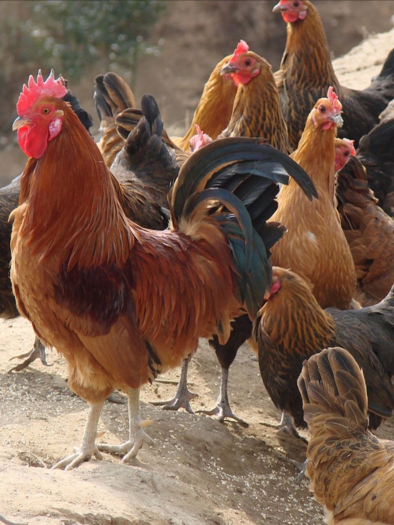 방촌대장님의 장터 판매 상품 [청계 무항생제 유정란 판매합니다] 첨부 사진