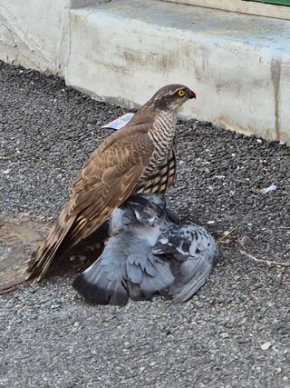 담디농원님의 자유주제 · 자유게시판 작성글 사진