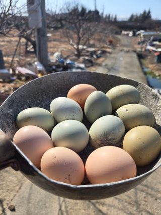 방촌대장님의 자유주제 · 자유게시판 작성글 사진