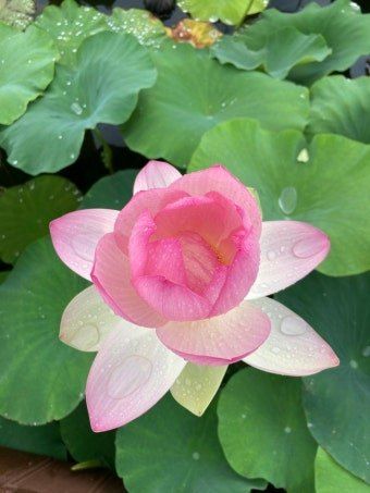 장터 상품 [연근종근 연근모종 판매예약 받습니다.] 썸네일