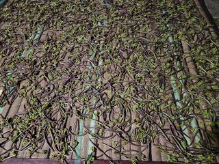 대봉매실 인생이막님의 자유주제 · 자유게시판 작성글 사진