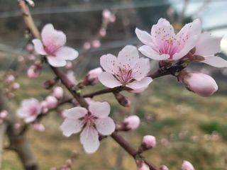 김안식~납작복숭아님의 자유주제 · 자유게시판 작성글 사진