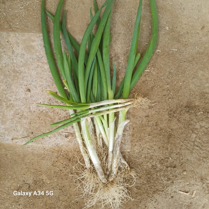 삼성농산님의 장터 판매 상품 [삼동파.달래파.요술대파] 첨부 사진