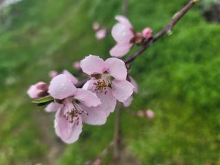 김안식~납작복숭아님의 자유주제 · 자유게시판 작성글 사진