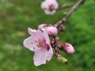 김안식~납작복숭아님의 자유주제 · 자유게시판 작성글 사진