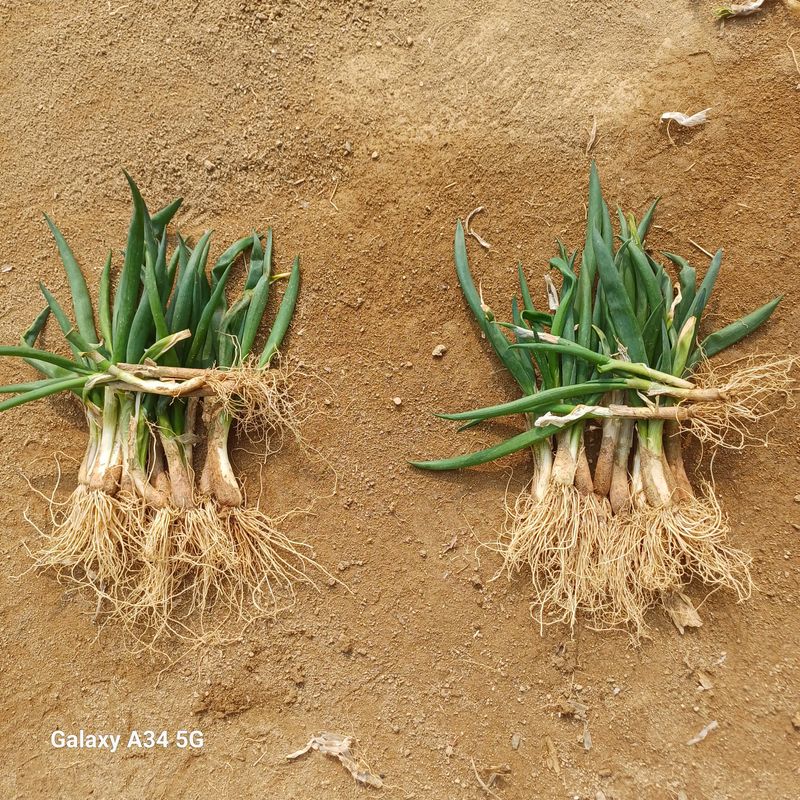 장터 상품 [삼동파.달래파.요술대파] 썸네일