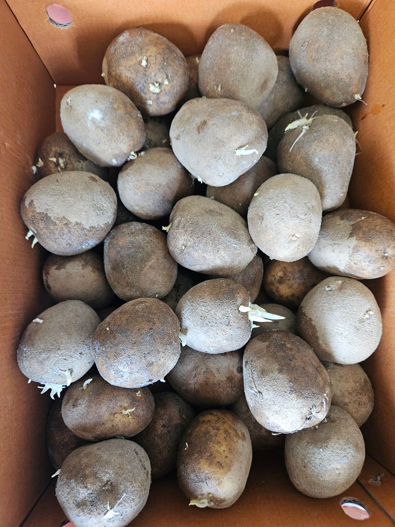 장터 상품 [수미감자 씨감자 판매합니다.] 썸네일