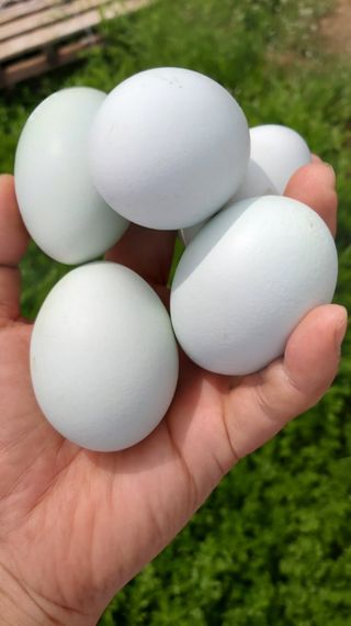 방촌대장님의 자유주제 · 자유게시판 작성글 사진