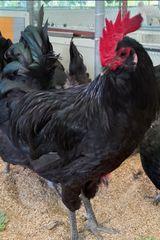 방촌대장님의 자유주제·자유게시판 작성글 사진