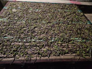 대봉매실 인생이막님의 자유주제 · 자유게시판 작성글 사진