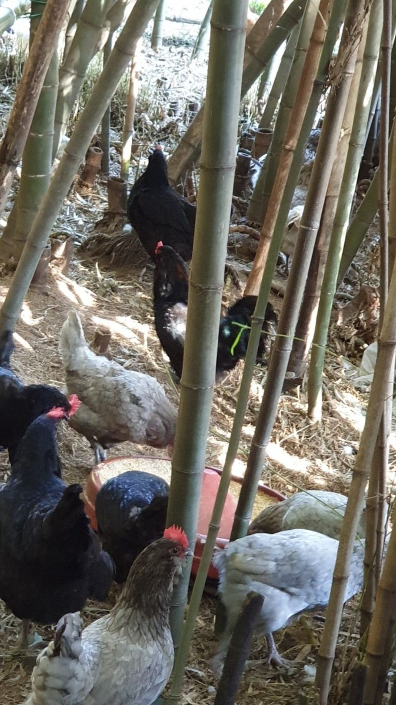 장터 상품 [청계 무항생제 유정란 판매합니다] 썸네일