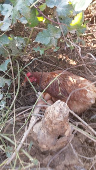 방촌대장님의 자유주제 · 자유게시판 작성글 사진