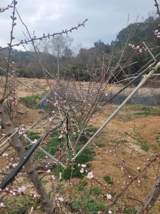 김안식~납작복숭아님의 자유주제 · 자유게시판 작성글 사진