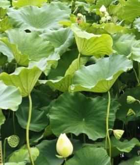 김남태님의 장터 판매 상품 [연근종근 연근모종 판매예약 받습니다.] 첨부 사진