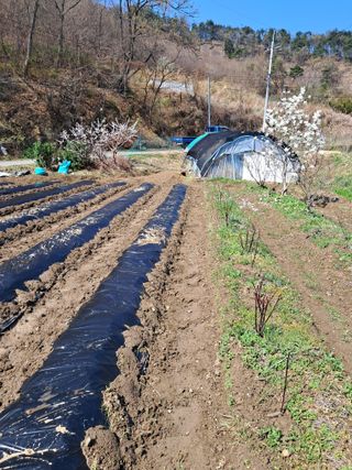 표고버섯18837님의 자유주제 · 자유게시판 작성글 사진