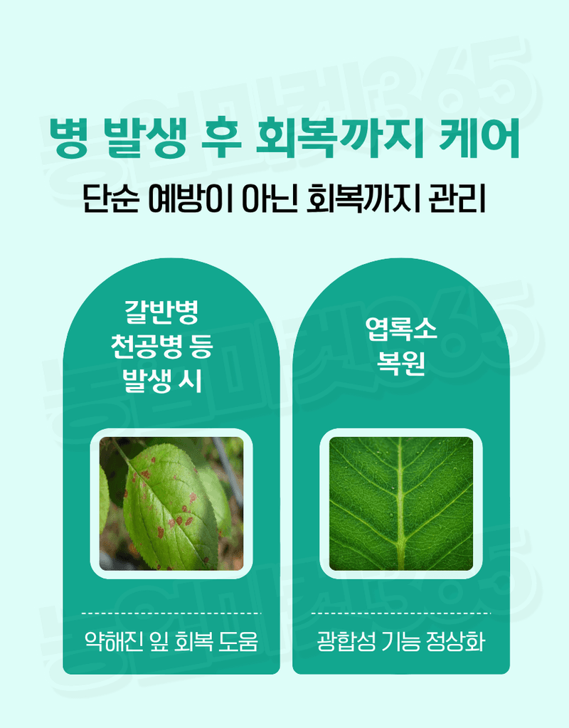 농업마켓365님의 장터 판매 상품 [바이오플랜 녹색탄 500ml 광합성촉진제 갈반병예방 천공병예방 엽록소강화 생육회복제 식물영양제] 첨부 사진