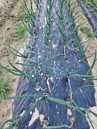 보람농장님의 자유주제 · 자유게시판 작성글 사진