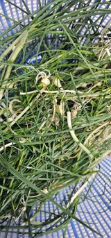 팜모닝 자유주제·자유게시판 게시글 이미지