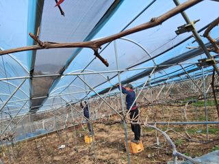 영수농원님의 자유주제 · 자유게시판 작성글 사진