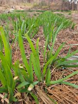 황강섭(낭산선인)님의 자유주제·자유게시판 작성글 사진