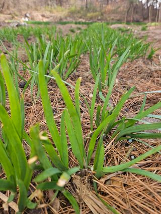 황강섭(낭산선인)님의 자유주제 · 자유게시판 작성글 사진