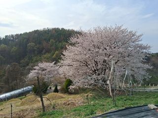 영수농원님의 자유주제 · 자유게시판 작성글 사진