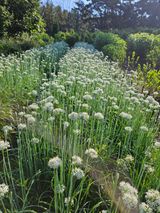 황강섭(낭산선인)님의 자유주제·자유게시판 작성글 사진