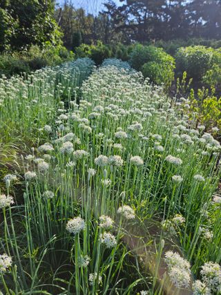 황강섭(낭산선인)님의 자유주제 · 자유게시판 작성글 사진