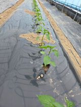 노고단님의 자유주제·자유게시판 작성글 사진