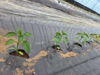 노고단님의 자유주제 · 자유게시판 작성글 사진