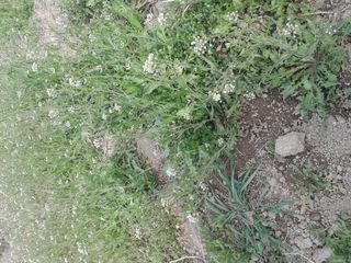 김민수산에서농사중님의 자유주제 · 자유게시판 작성글 사진