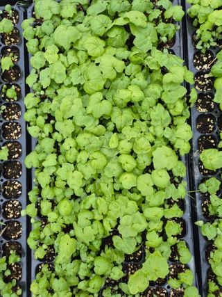 병풍취산채농원님의 자유주제 · 자유게시판 작성글 사진