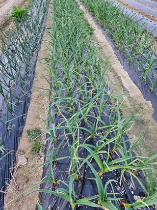 보람농장님의 자유주제 · 자유게시판 작성글 사진