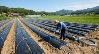 대산농사대장님의 고추 · 지주설치•유인•성장 작성글 사진