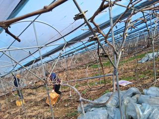 영수농원님의 자유주제 · 자유게시판 작성글 사진