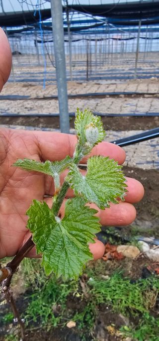 뿌리묘목농원님의 자유주제 · 자유게시판 작성글 사진