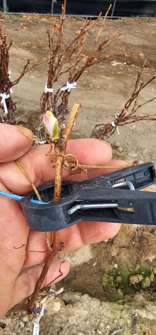 뿌리묘목농원님의 자유주제 · 자유게시판 작성글 사진