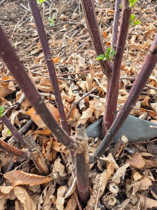 들깨15628님의 자유주제·자유게시판 작성글 사진