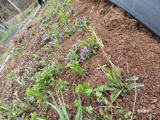 화우농원님의 자유주제 · 자유게시판 작성글 사진