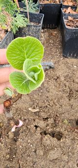 뿌리묘목농원님의 자유주제·자유게시판 작성글 사진