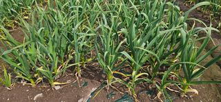 구춘봉님의 자유주제 · 자유게시판 작성글 사진