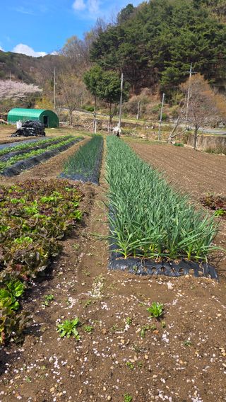 쉬엄쉬엄 일햐자님의 자유주제 · 자유게시판 작성글 사진