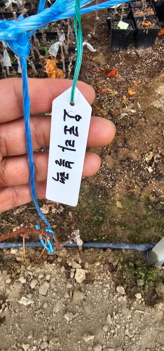 뿌리묘목농원님의 자유주제 · 자유게시판 작성글 사진