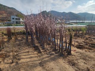 일심묘목농원님의 자유주제·자유게시판 작성글 사진