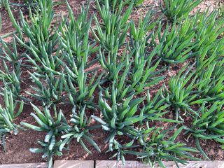 영흥천국님의 자유주제 · 칭찬해요 작성글 사진