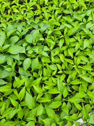 김영진(전남영광)님의 자유주제 · 자유게시판 작성글 사진