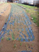 팜모닝 자유주제·자유게시판 게시글 이미지