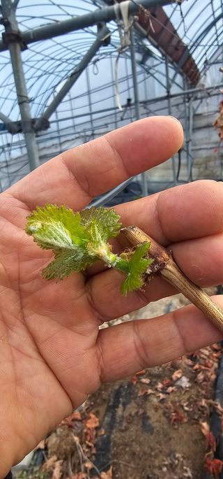 뿌리묘목농원님의 자유주제 · 자유게시판 작성글 사진