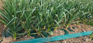 구춘봉님의 자유주제 · 자유게시판 작성글 사진